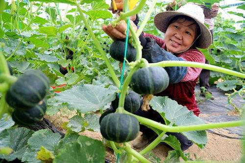 江苏200万网红吃瓜,揭秘网络热点背后的故事